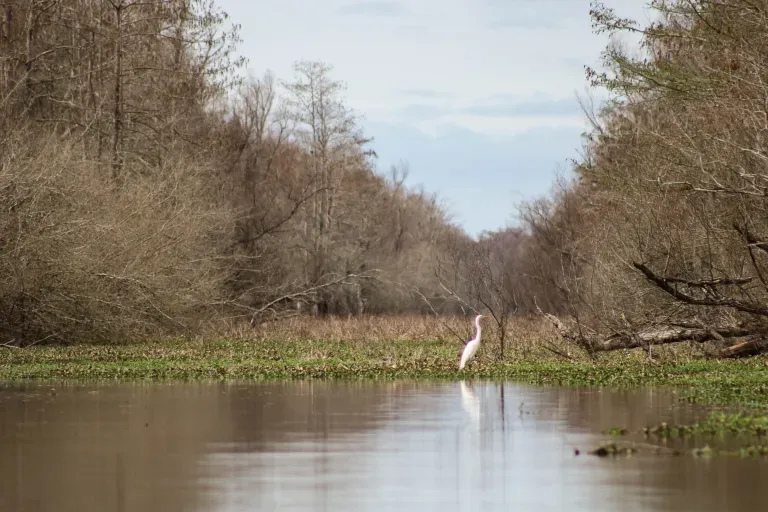 Cypress-tupelo swamp in 