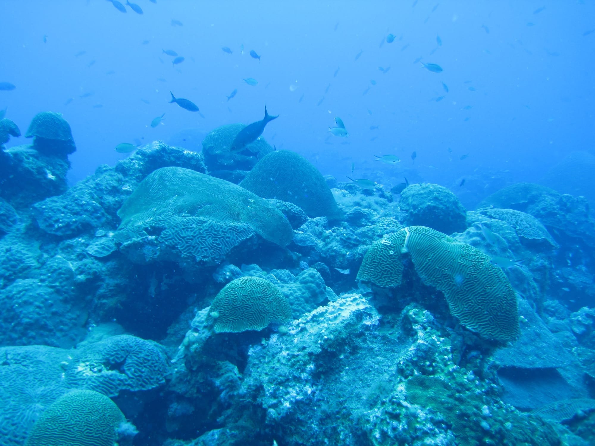 Fish swim around a busy underwater coral reef
