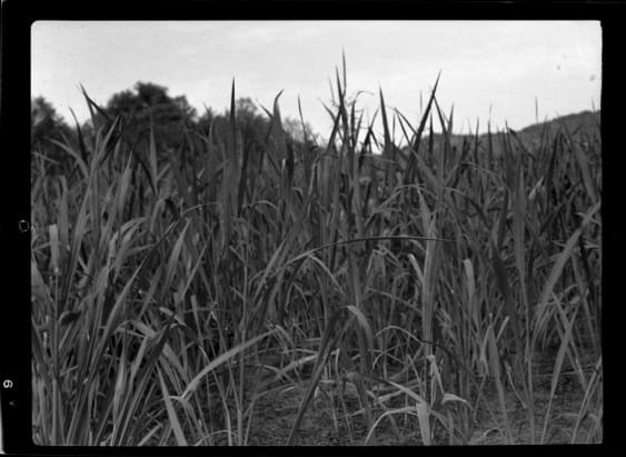A 1939 black and white photo of wild rice on Blue Lake in La Crescent, Minnesota, on the Mississippi River.
