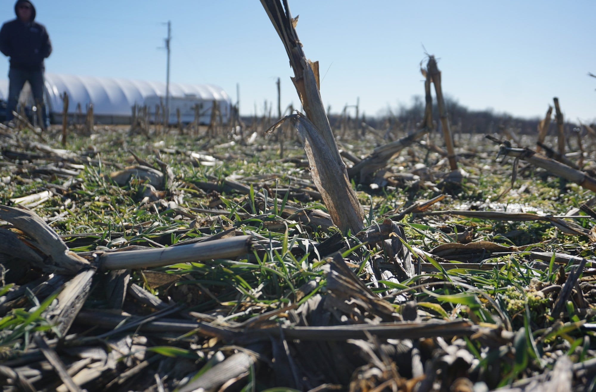 Remnants of a corn harvest are dispersed in a field while a person stands in the back