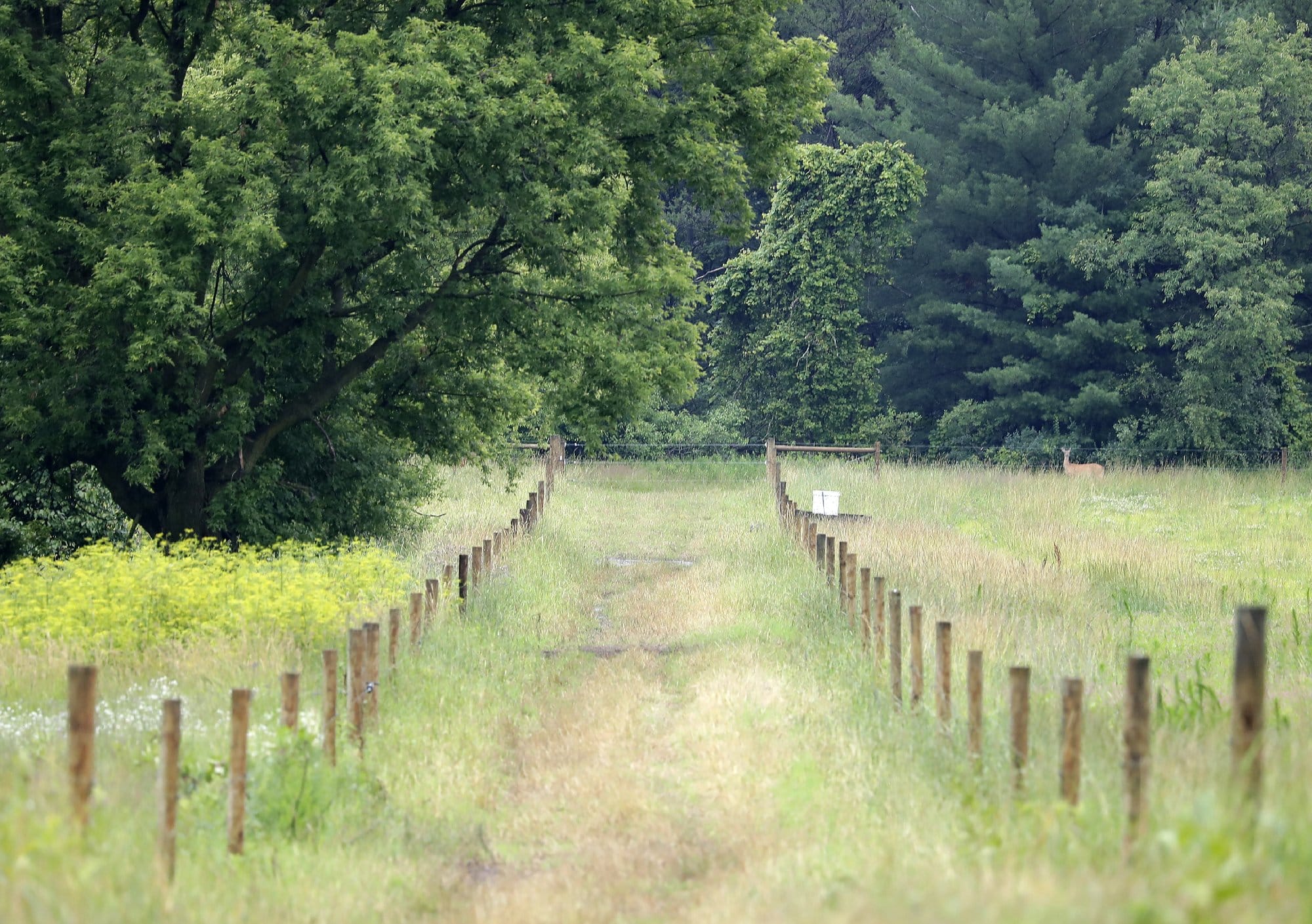 Fence posts line either side of a grassy line. The trees are tall and bushy in the background and a deer is seen in the distance