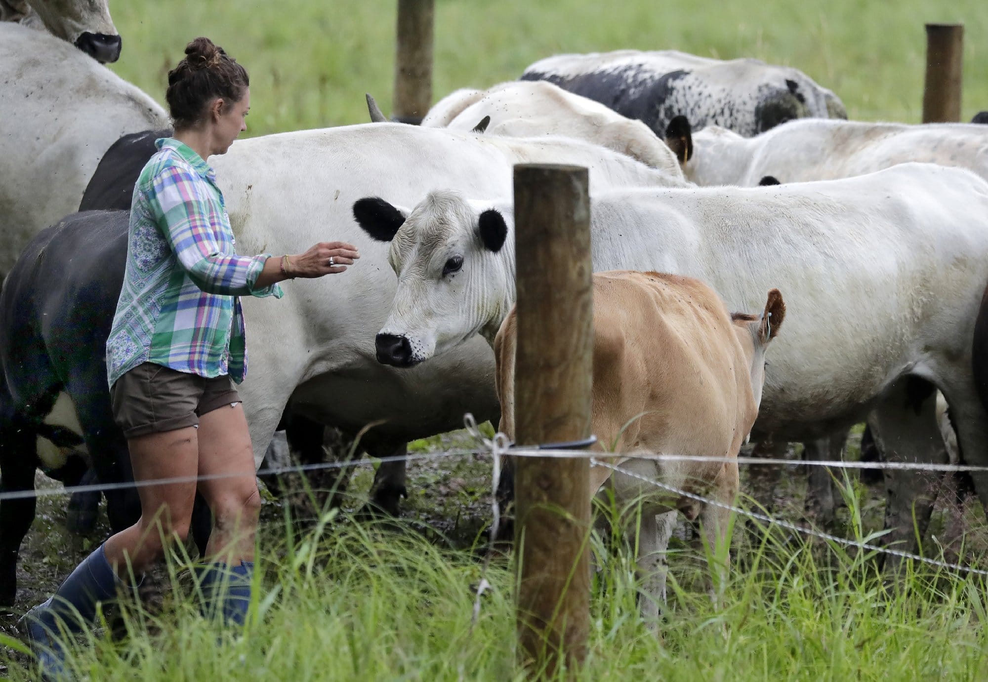 A woman in rubber boots corrals a herd of cattle behind a fence post