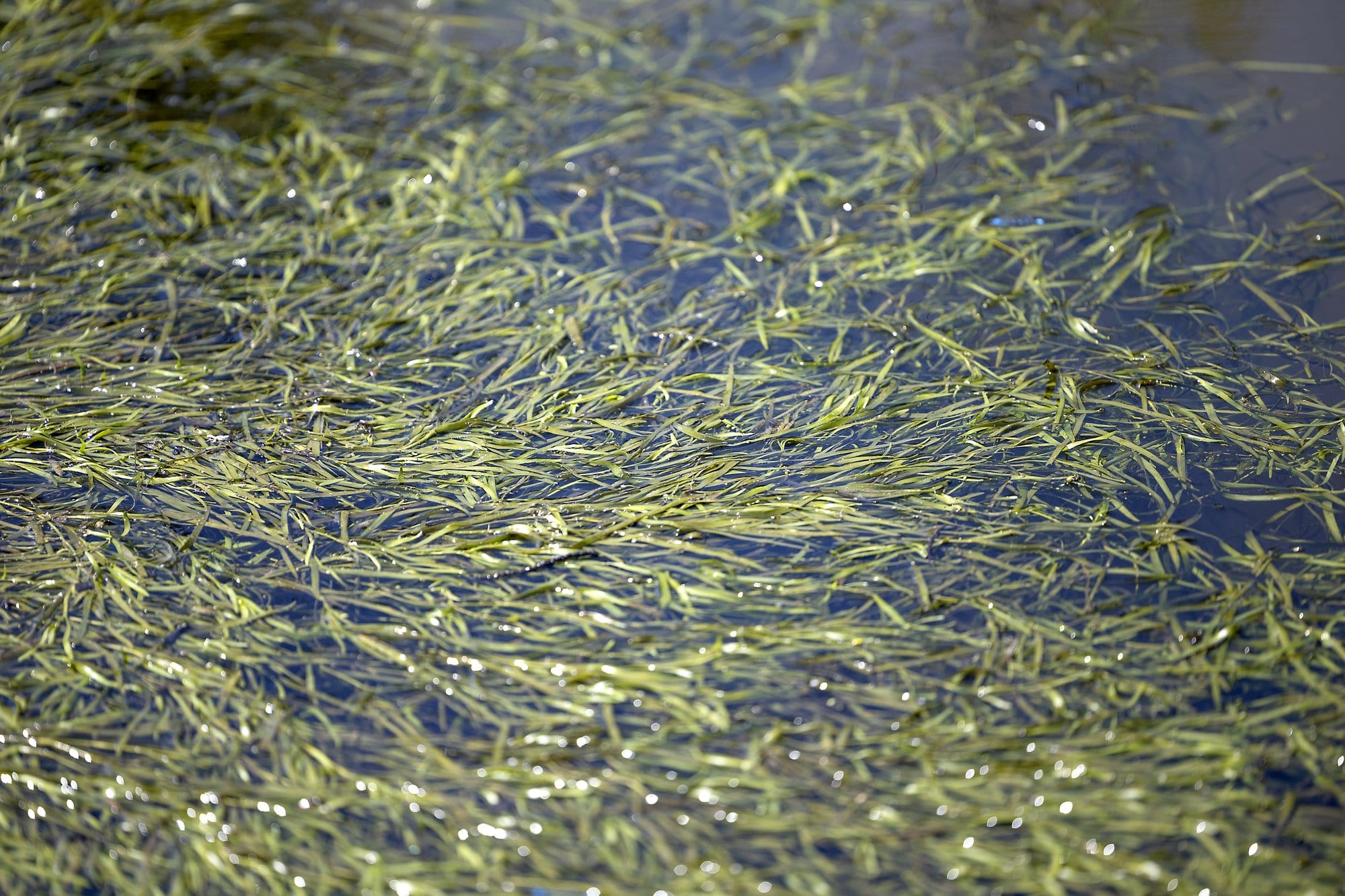 One plant branches out densely over the surface of water