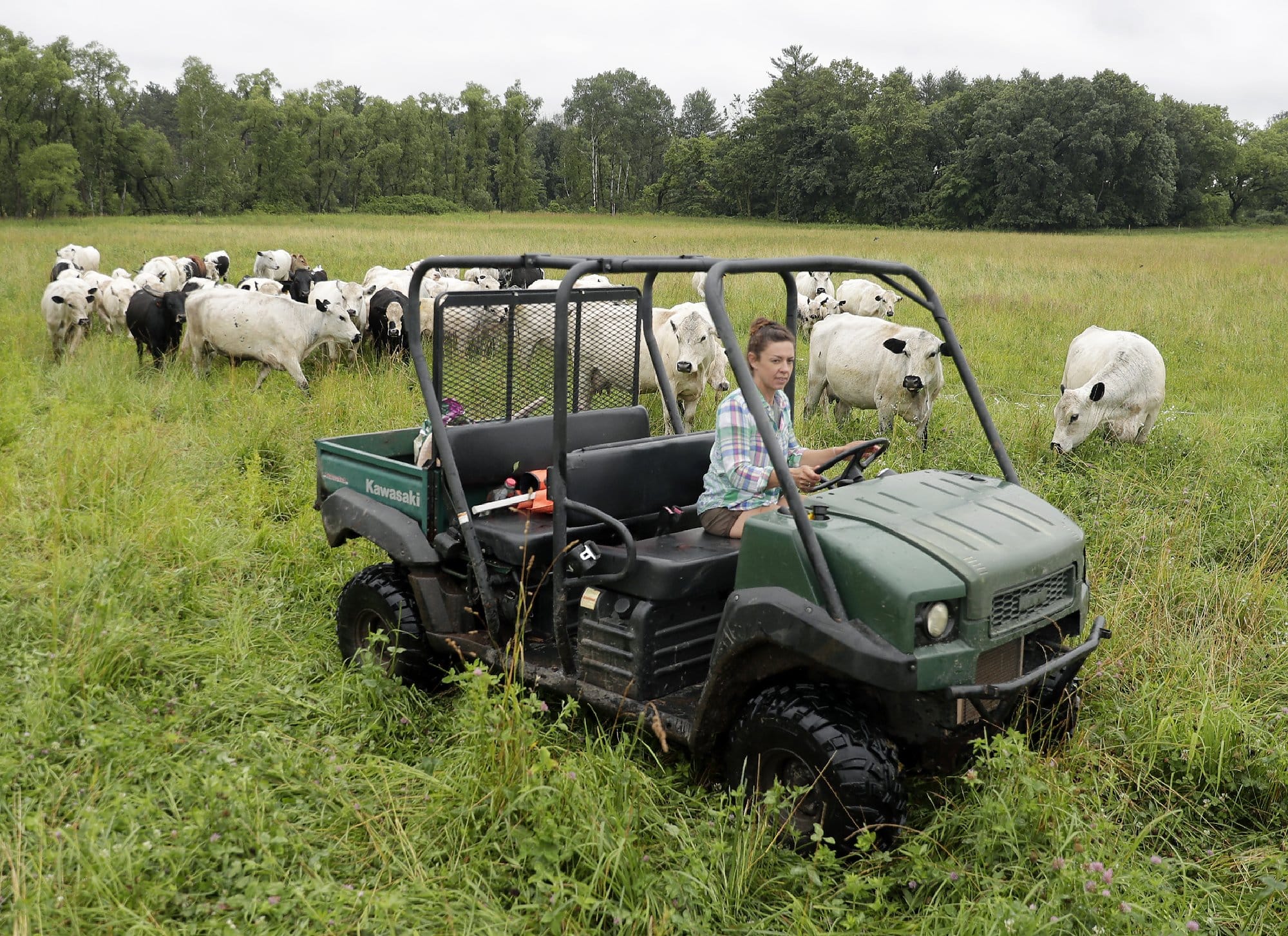 The same woman drives a green farm utility cart through a field with cattle following behind her