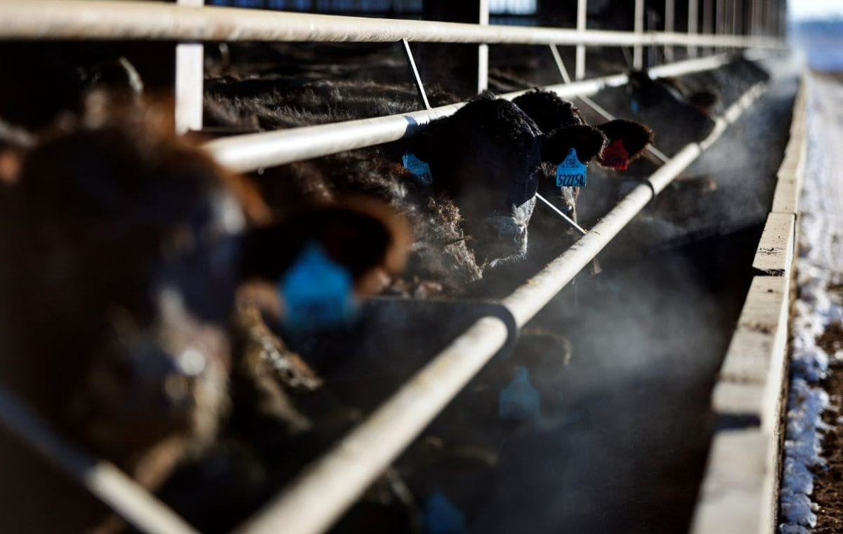 A truck idles beside a metal barn where black cows stick their noses out of feed troughs.