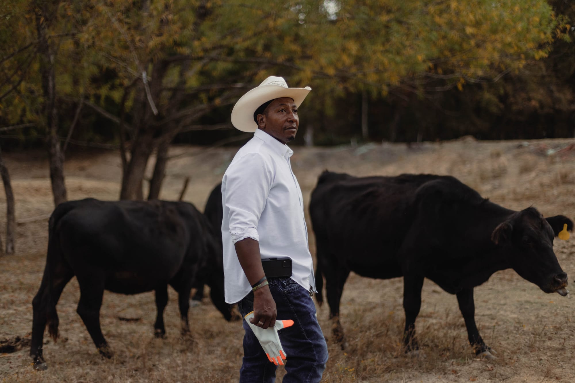 A farmers walks in a field alongside his cattle