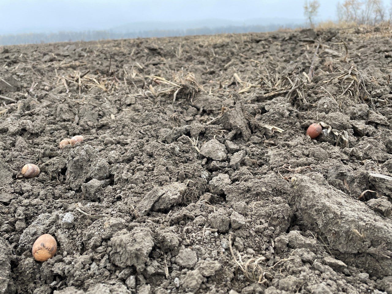 Acorns gathered by De Soto, Wis., resident Jerry Boardman are planted near McGregor Lake, a river backwater near Prairie du Chien.