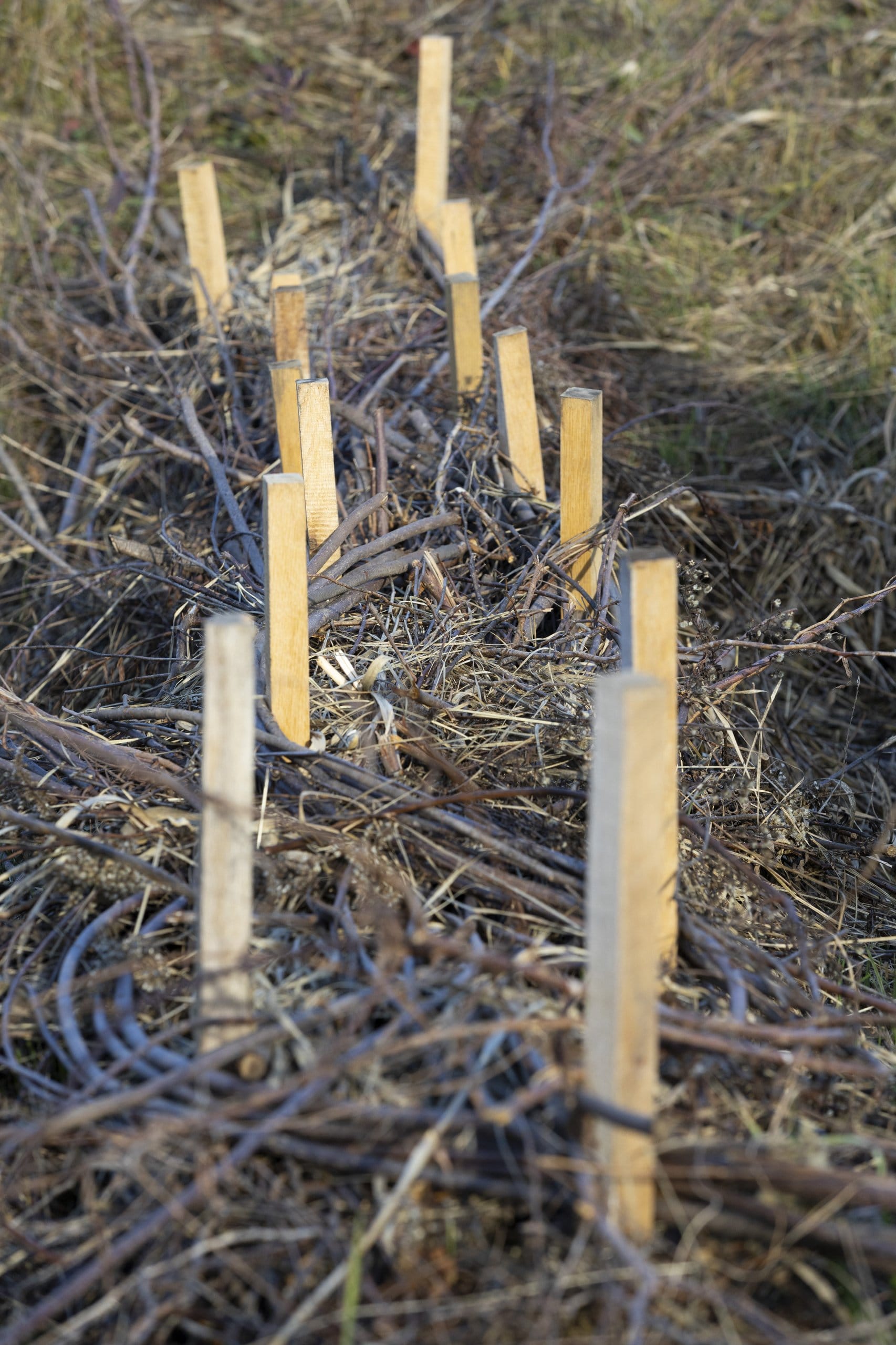 An artificial beaver dam was constructed during a workshop organized by the U.S.