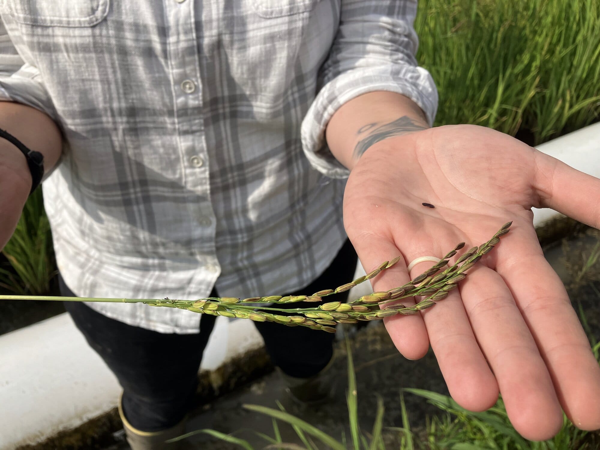 Sixth-generation Arkansas farmer Hallie Shoffner grows specialty rice like basmati, jasmine and sushi rice, on her farm near