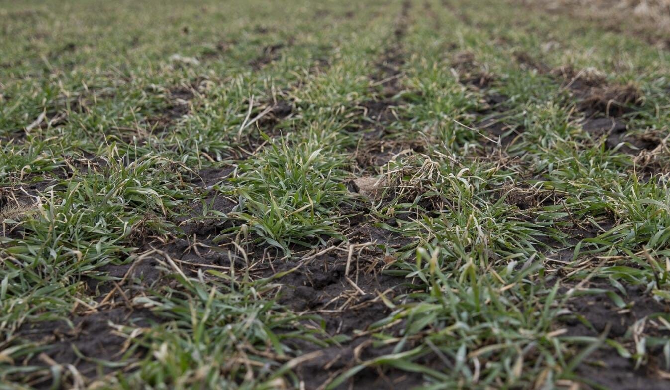 Newly sprouted rye plants grow in rows at the Rodale Institute Midwest Organic Center in Marion, Iowa on Jan.