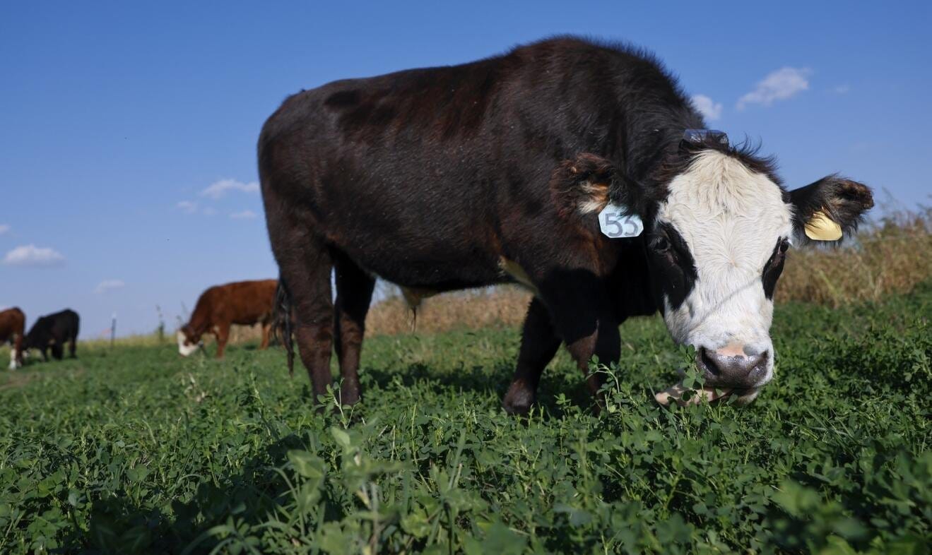 Cattle graze on cover crops on a field at the Rodale Institute in Marion, Iowa on Oct.