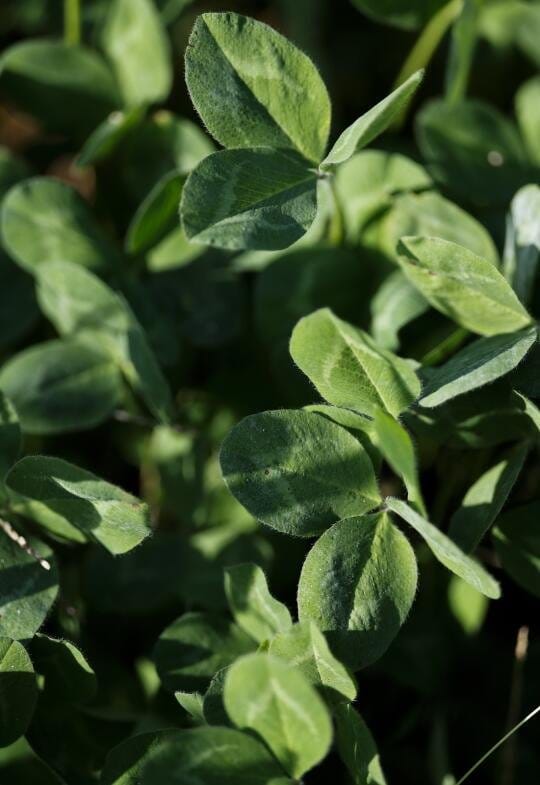Clover is part of a mix of plants that make up a cover crop on a field at the Rodale Institute in Marion, Iowa on Oct.