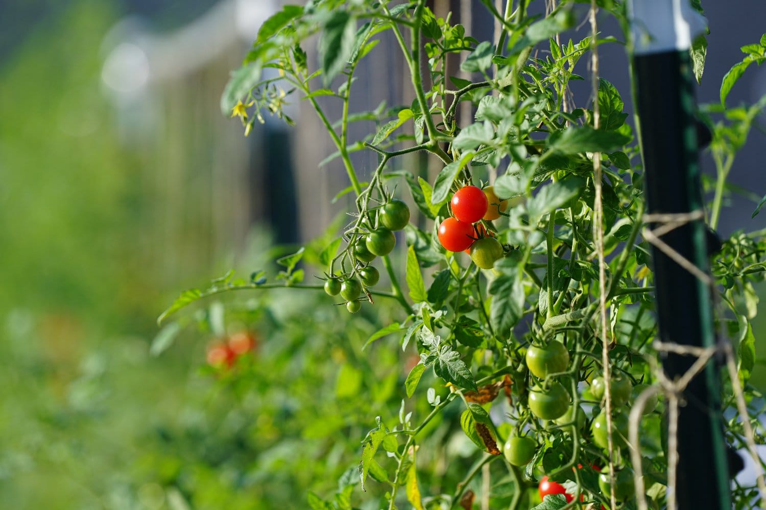 Cherry tomatoes grow at Northern Illinois University's Edible Campus garden.