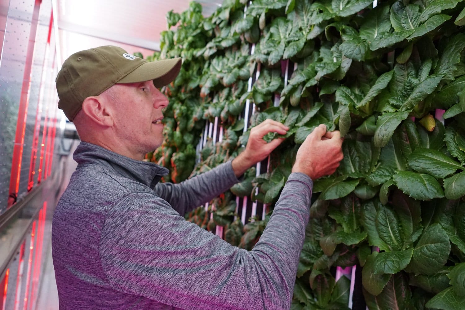 Bryan Flower looks at romaine lettuce growing in Northern Illinois University's hydroponic pod.