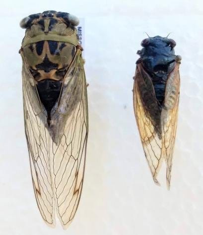 An annual cicada and a periodical cicada.