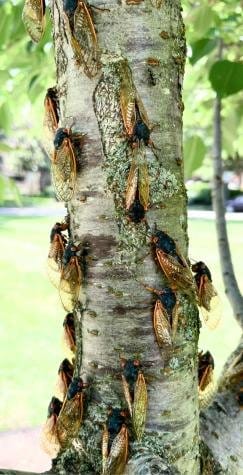 Cicadas sit on a tree.