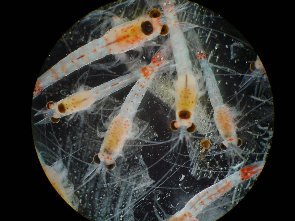 Close-up of krill under a microscope