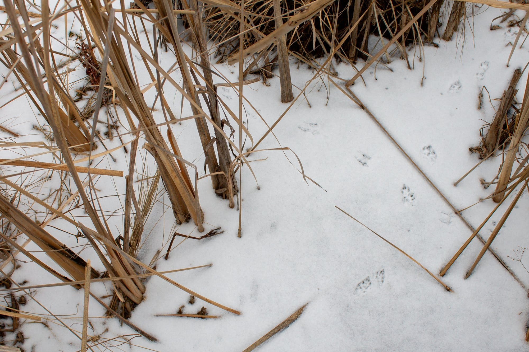 Animal tracks in snow at Volo Bog in Illinois.