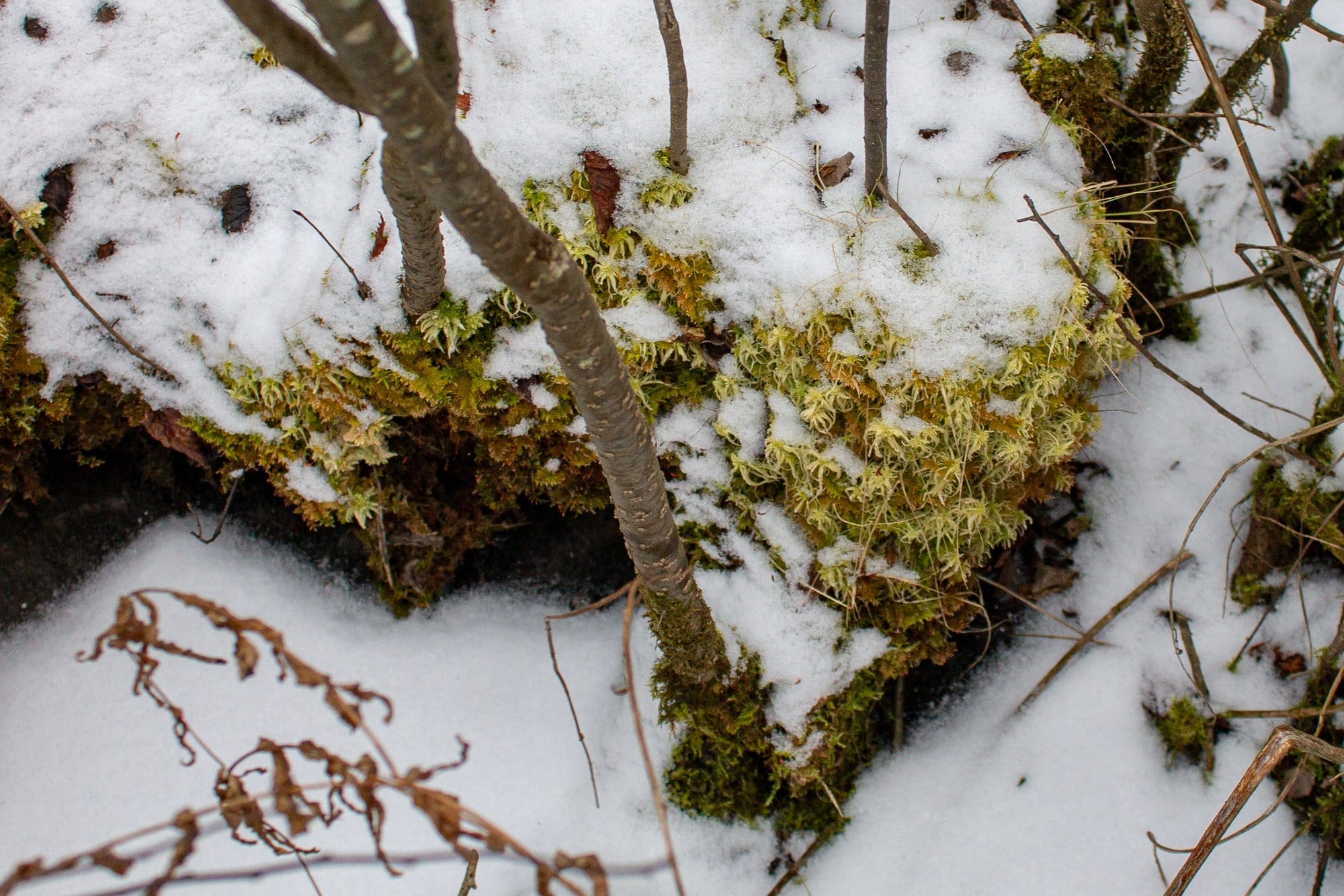 Sphagnum moss pokes through a thin layer of snow.