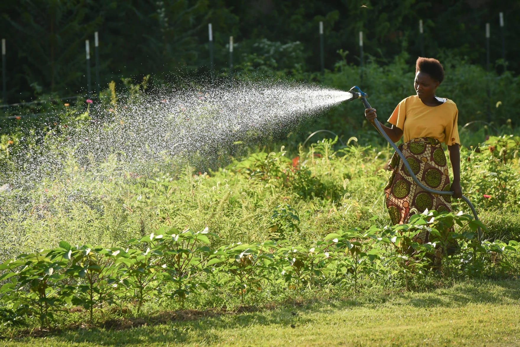 A woman waters a garden with a hose