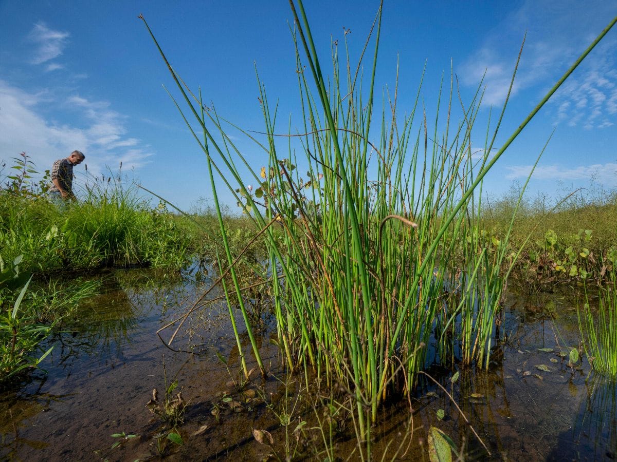 Tall sea grass in wetlands