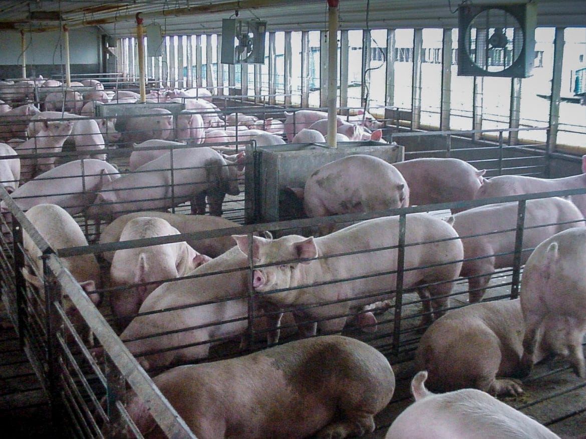 Pigs fill pens in a farm