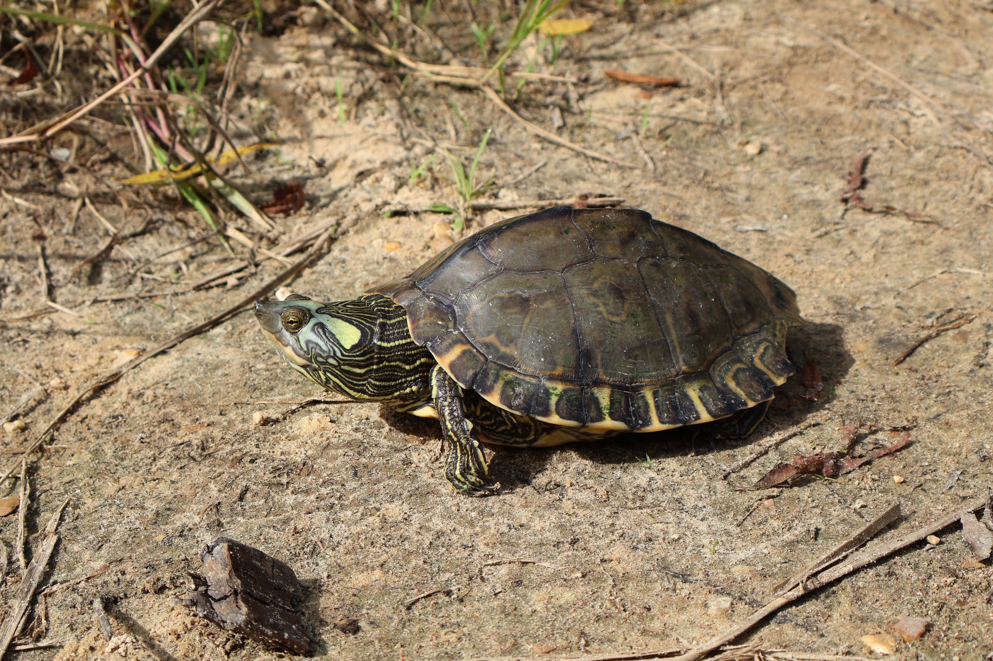 A Pearl River map turtle sits on the beach.