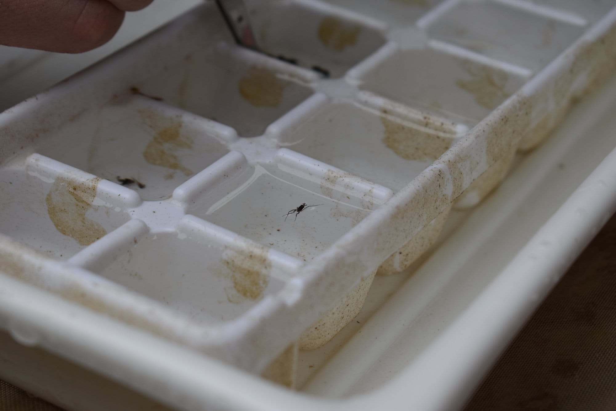 A dirty ice cube tray is filled with water. In one of the sections, there is a small insect