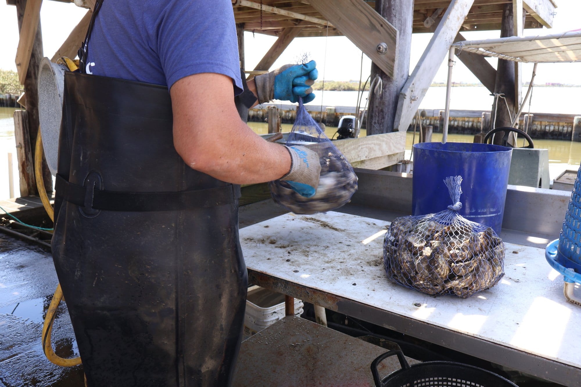 Curole bags oysters to sell in Grand Isle.