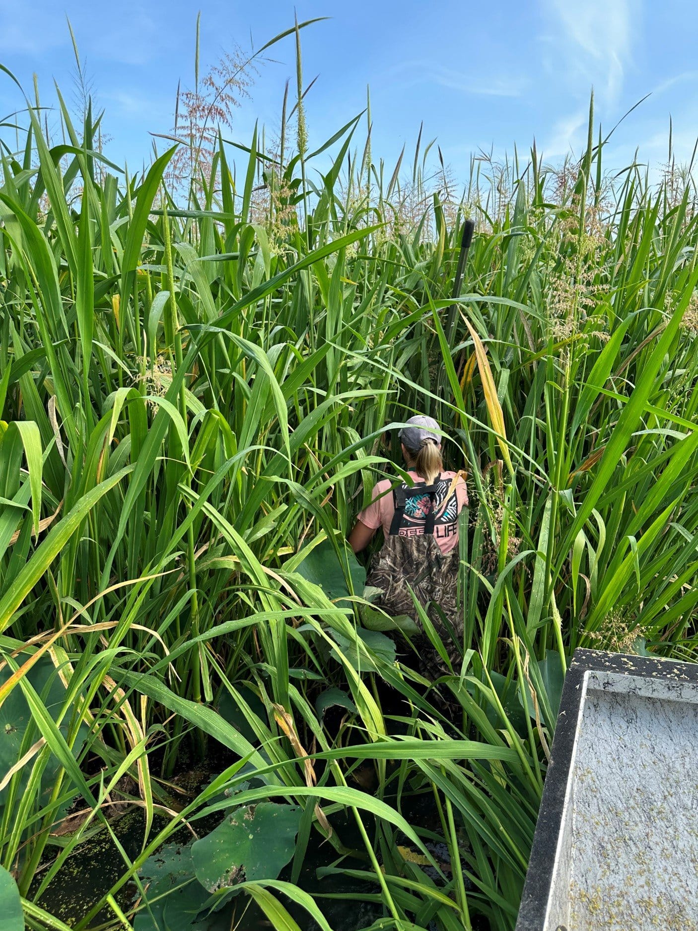 Alicia Carhart, Mississippi River vegetation specialist for the Wisconsin Department of Natural Resources, peers into a tall wild rice bed on the river.