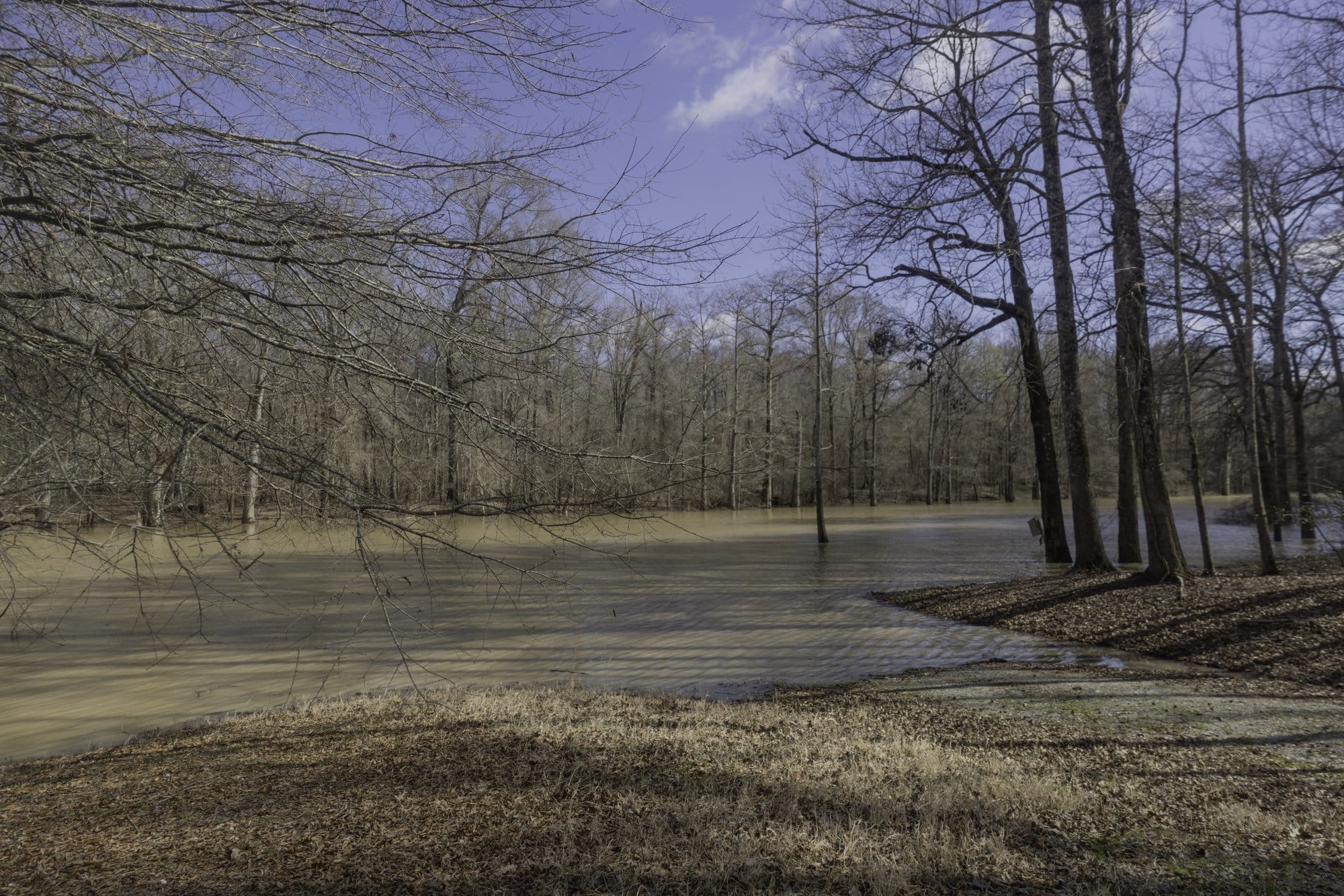 Brown, shallow water at the edge of a woodland. Some of the leafless trees stand in the water