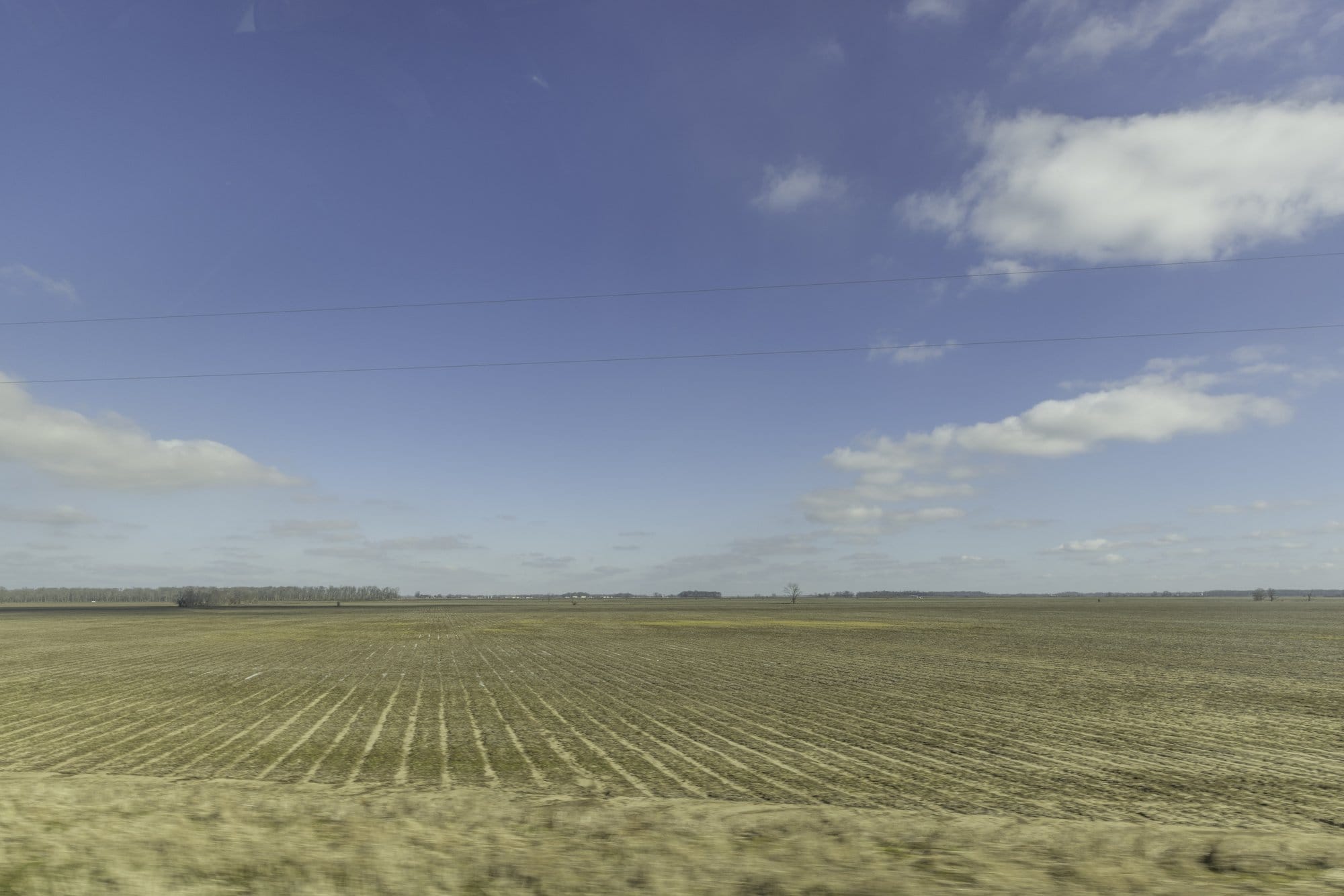 A yellow field with crop rows as far as the eye can see