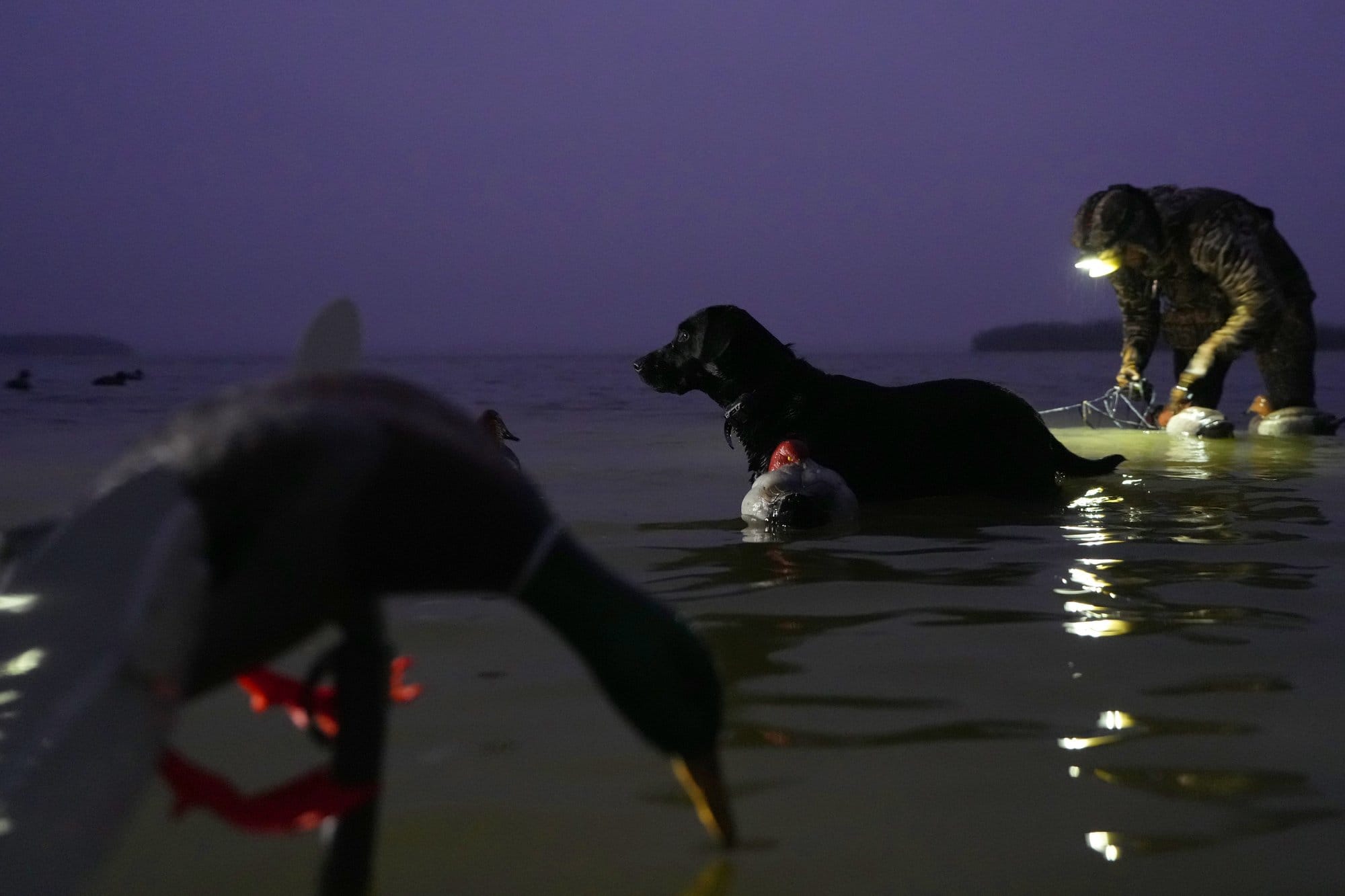 Jordan Lillemon, a manager of engineering services for Ducks Unlimited, stands with his black Labrador Retriever, Kettle, while untangling duck hunting decoys in the early morning on Christina Lake in Ashby, Minnesota.
