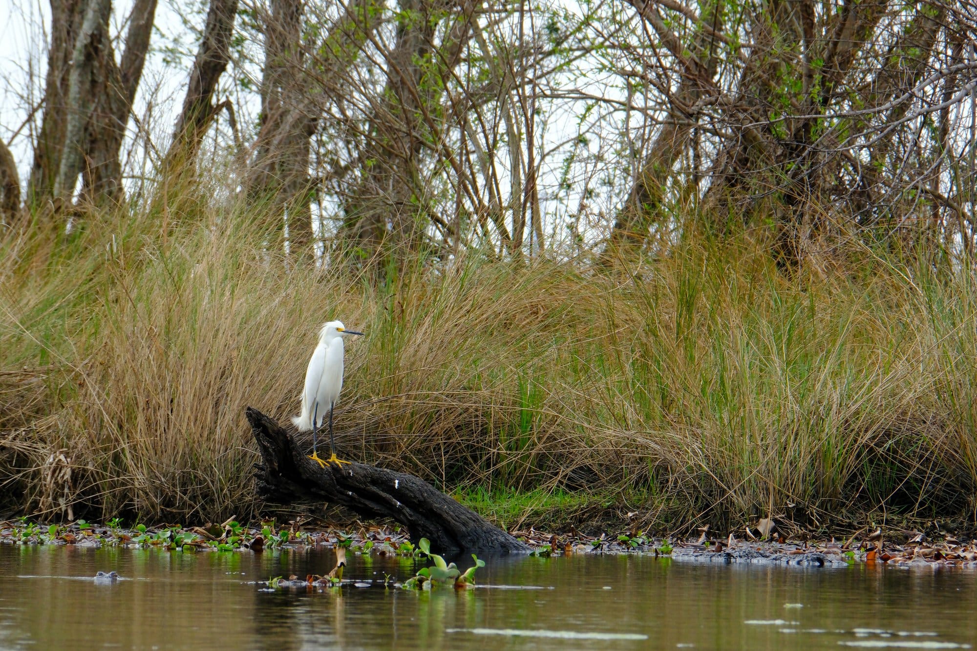 A snowy egret fishes on a log in Bayou Bienvenue in Louisiana.