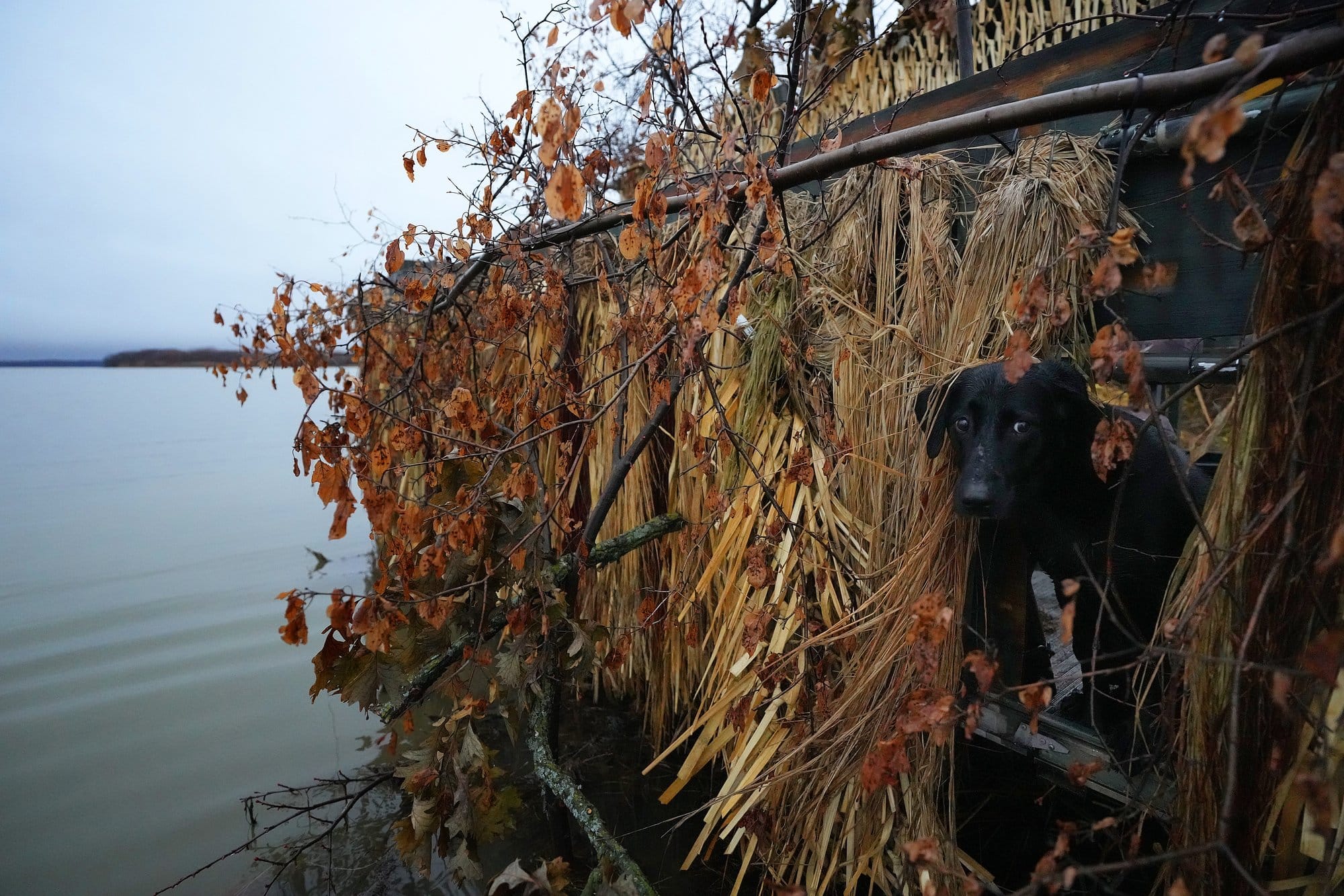 Kettle the labrador retriever peers from an opening in a duck blind on Christina Lake, Ashby, Minn.