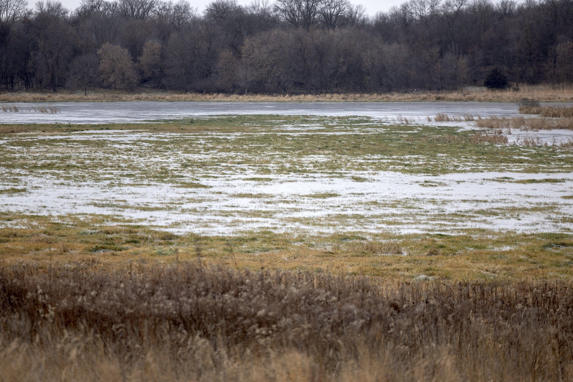 A restored wetland area near Litchfield, Minnesota.