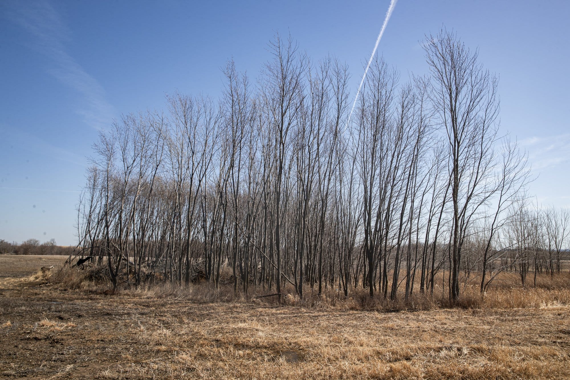 A wetland on property owned by CTM Holdings in Delaware, Iowa.