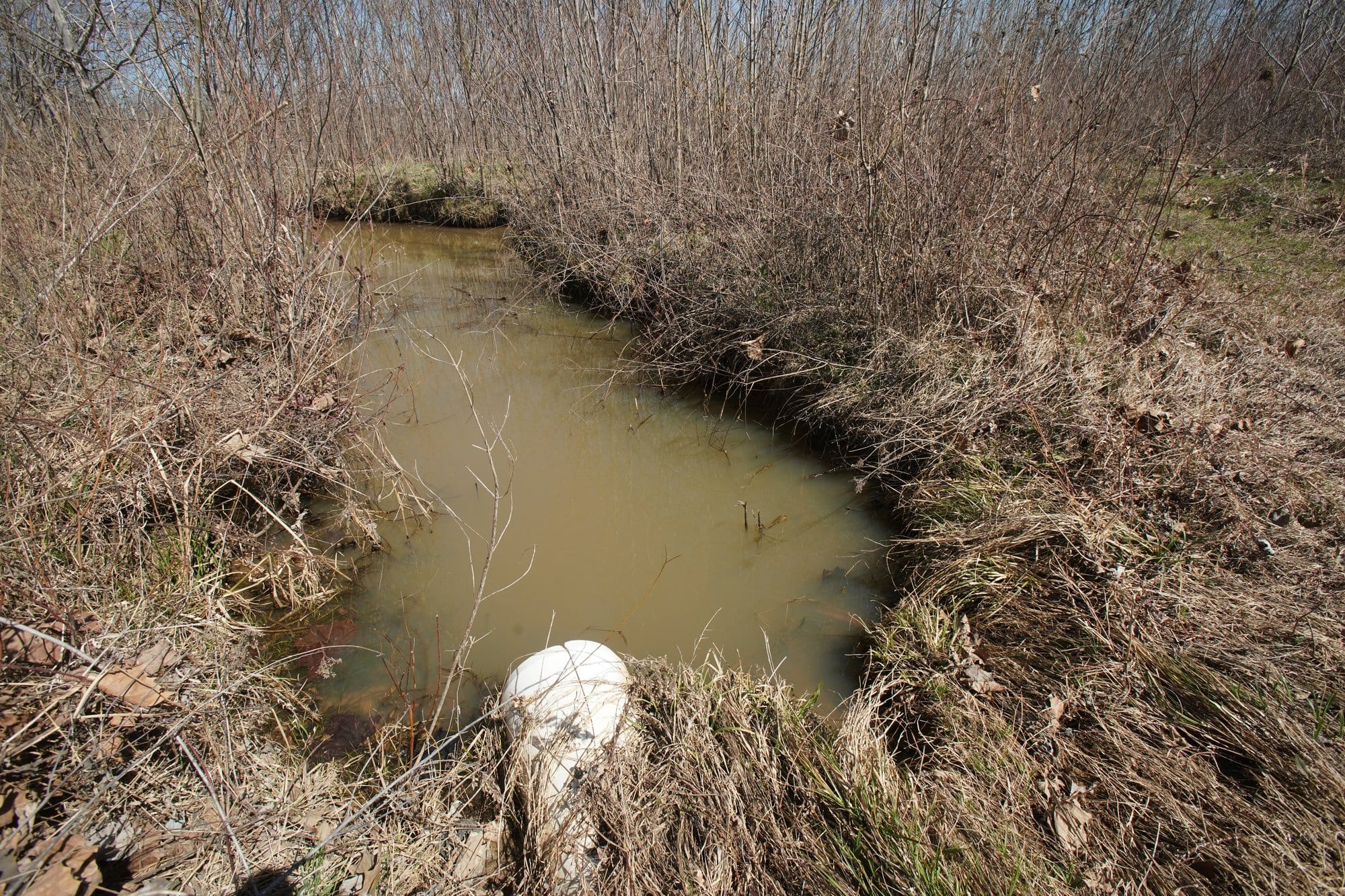 Restored wetland with a water filled ditch surrounded by grasses and young trees.