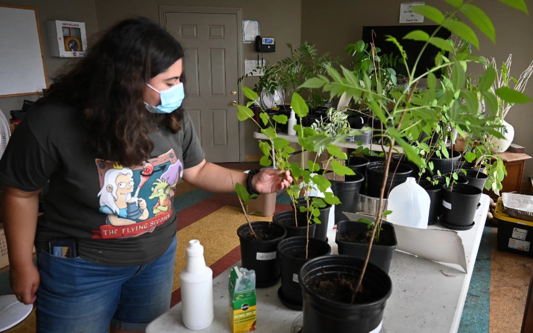 A woman examines plants in black pots on a table inside a house. Also on the table is a bottle of miracle grow and a water jug
