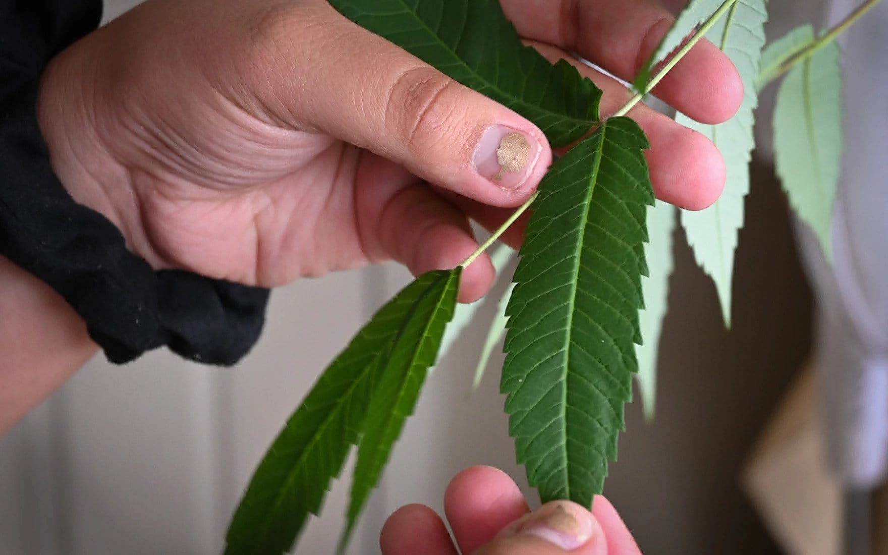 A person holds a leaf in their hands to examine