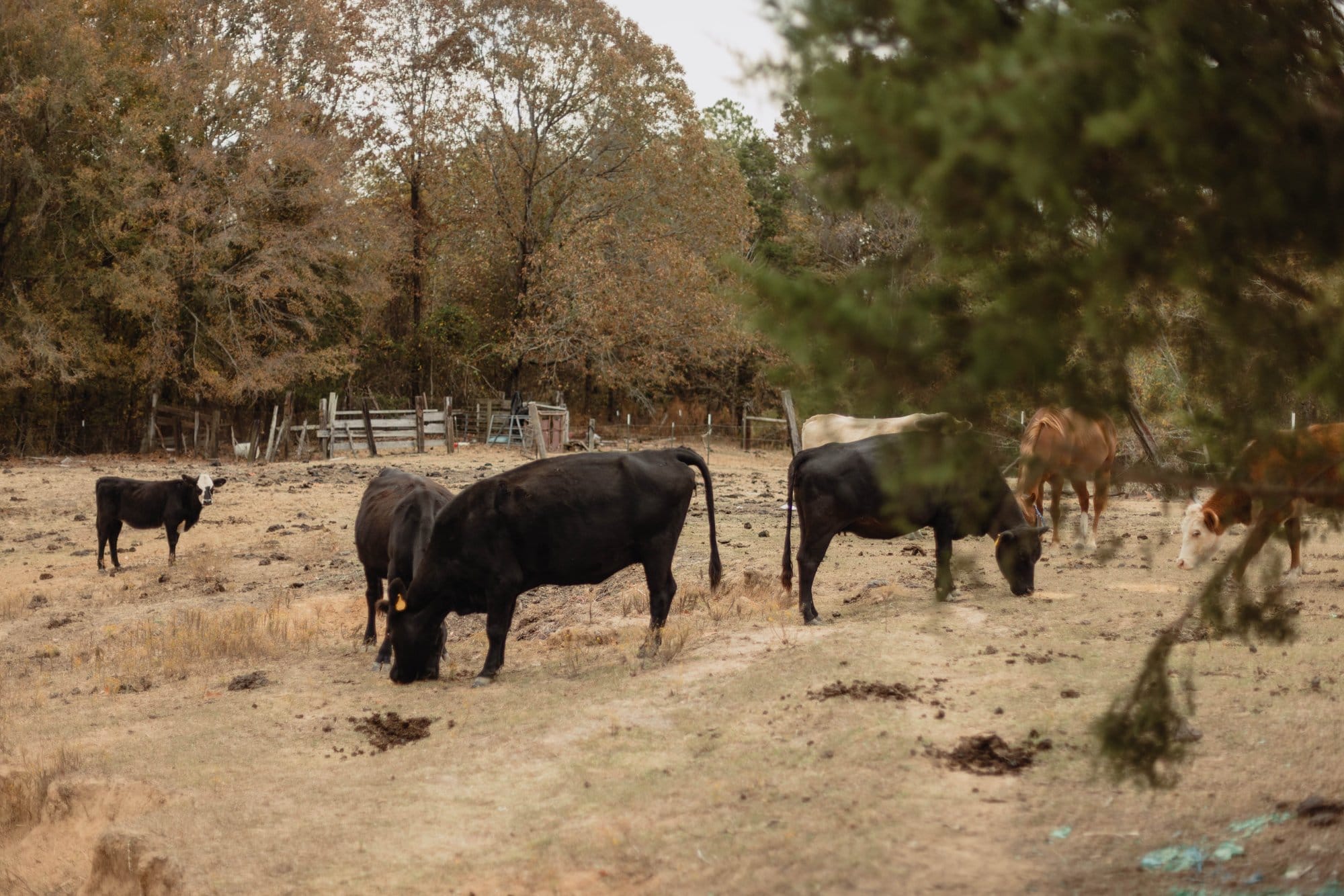 Cattle graze in a yellow field