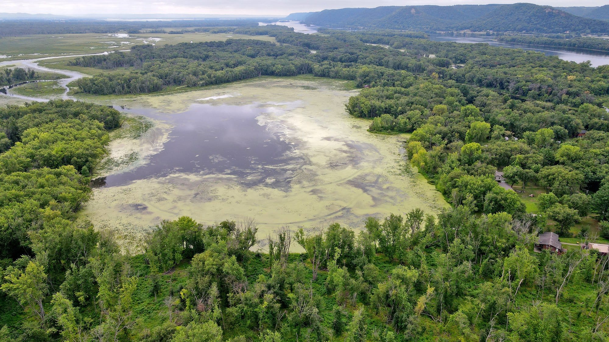 Aerial view of green algae covering much of Round Lake, surrounded by dense trees.