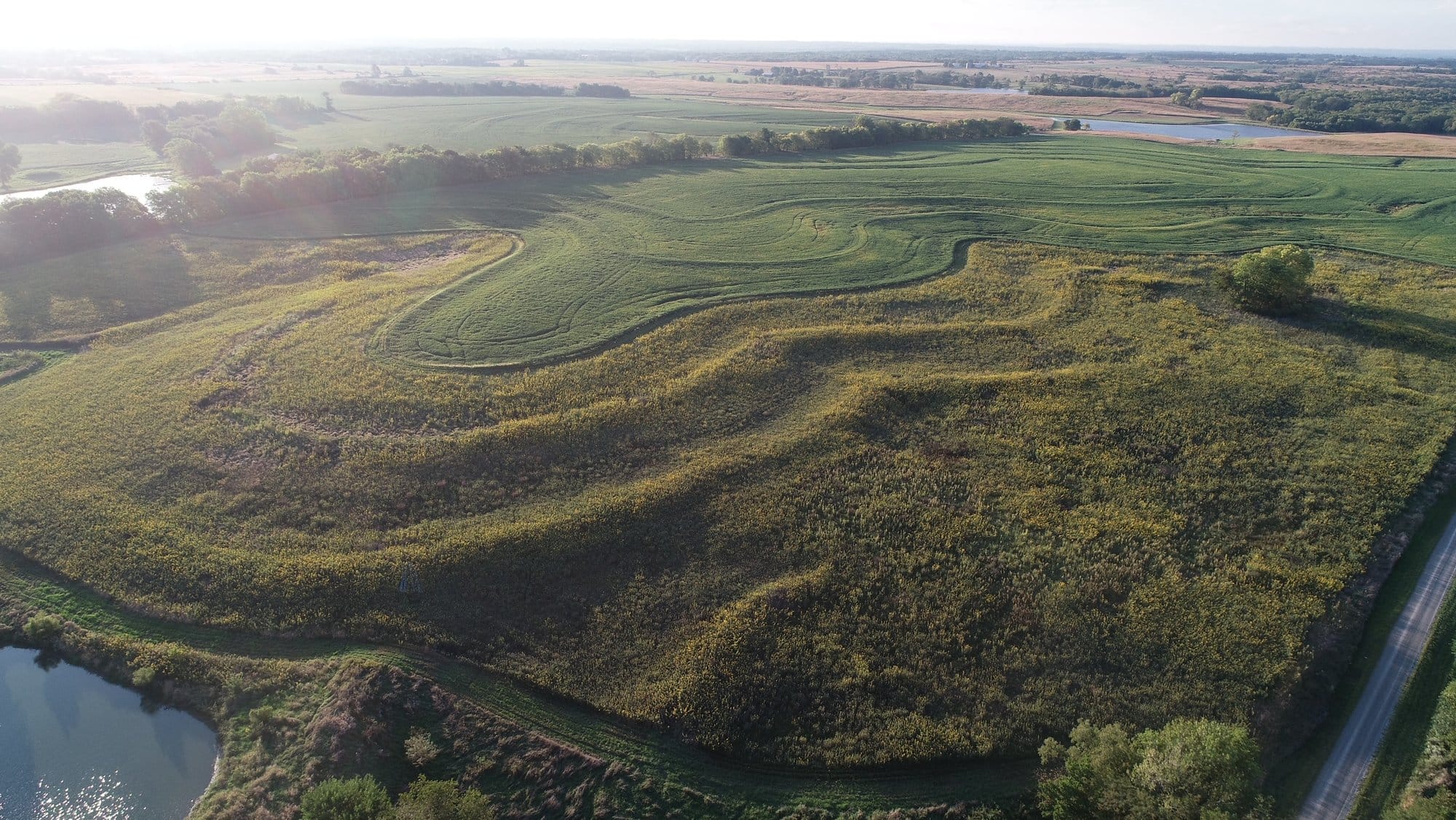 The sun shines on Doug Doughty’s fields, highlighting the terraced landscape.