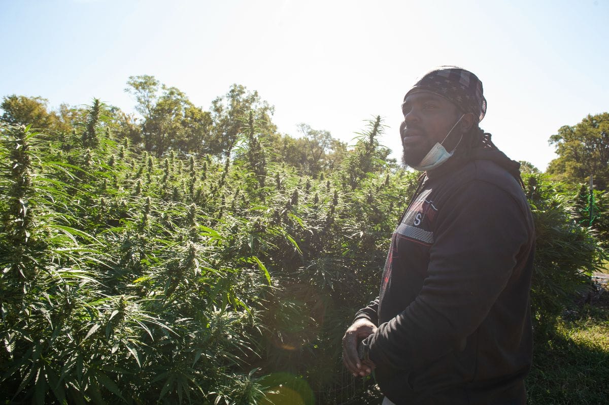 A farmers stands by hemp crops