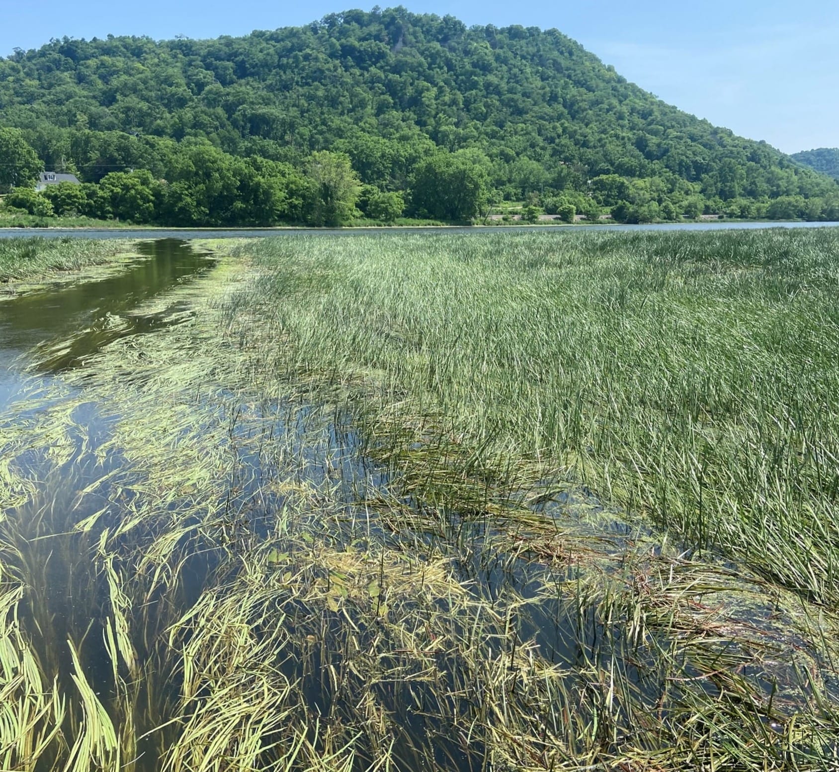 Wild rice is pictured in the floating-leaf stage on the upper Mississippi River.
