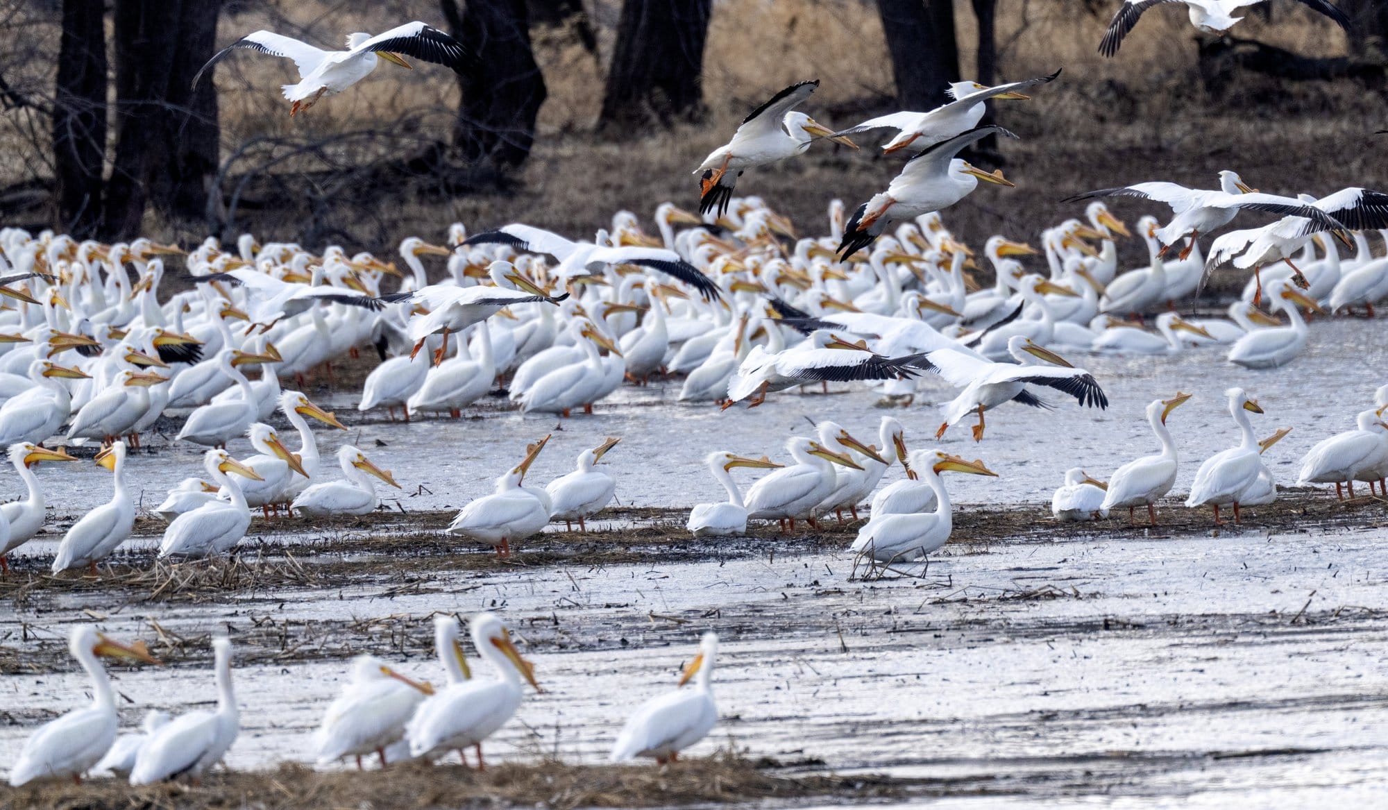 A crowd of white pigeons gather in shallow water; several start to fly