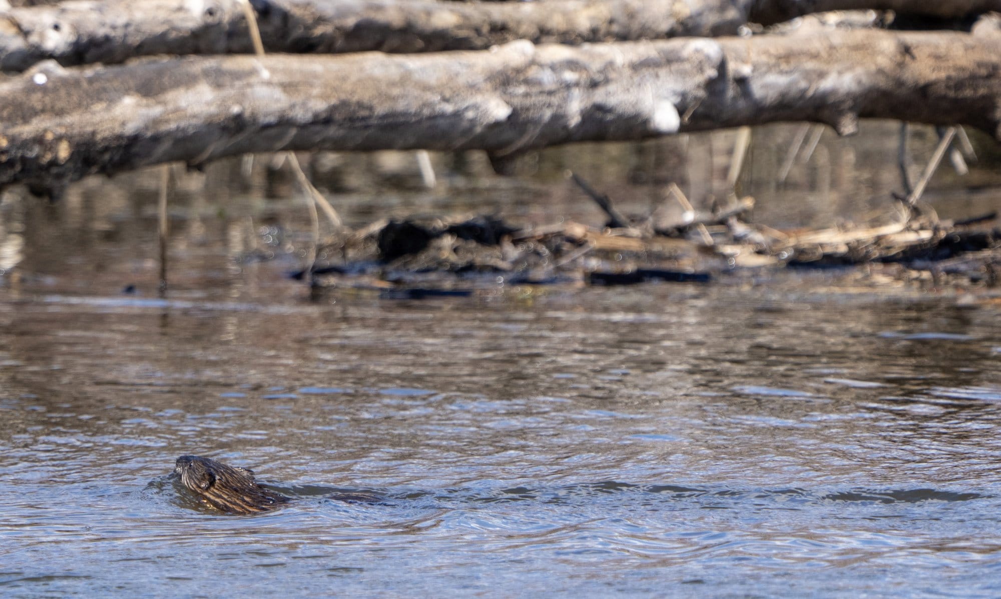 A brown mammal's head sticks out of the water as the creature swims across a branch-laden river