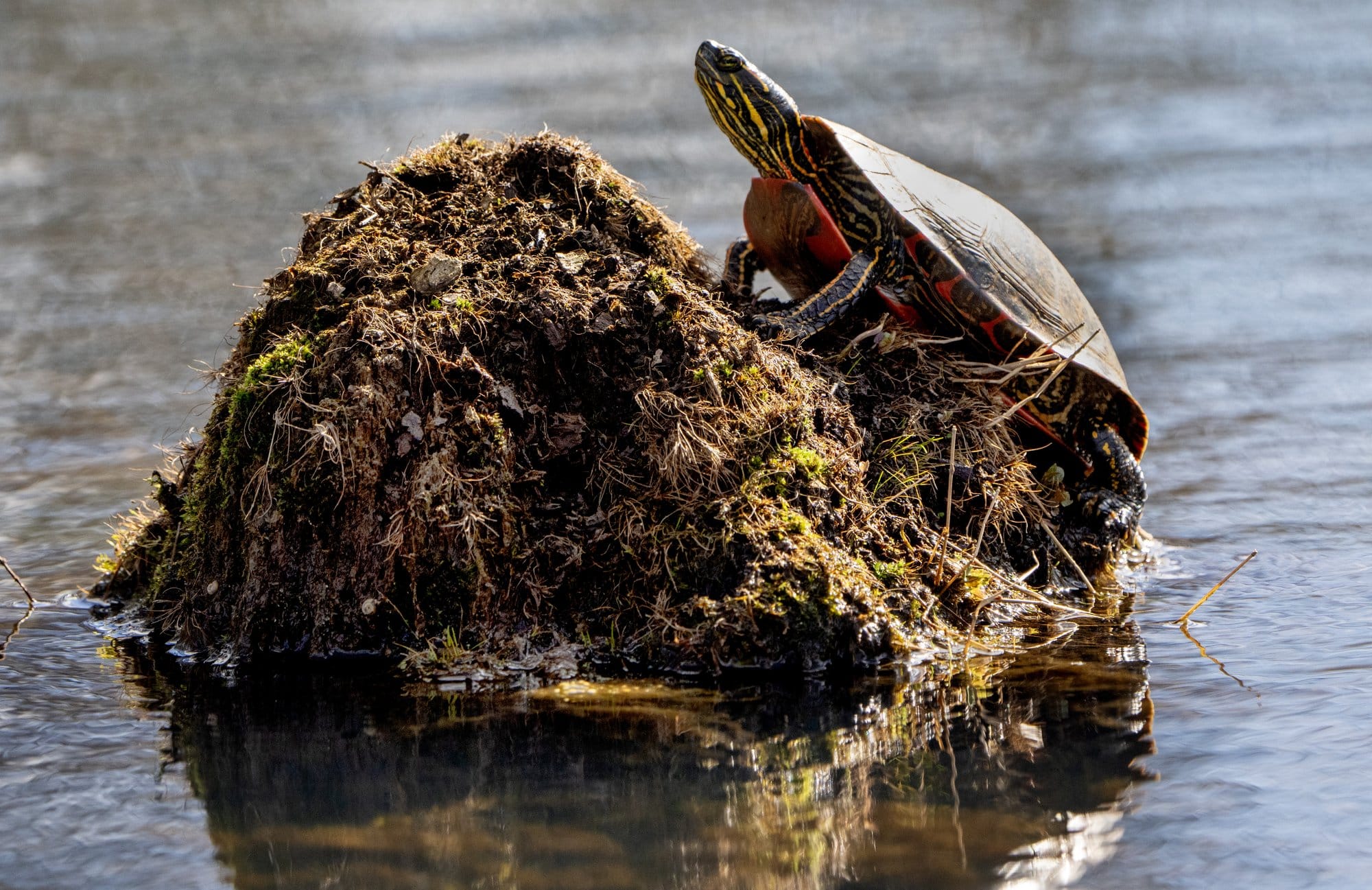 A small turtle with yellow and red markings rests on a moss-covered mound in the water