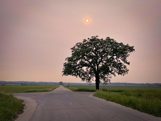 The hazy sun hangs behind Canadian wildfire smoke above an oak tree
