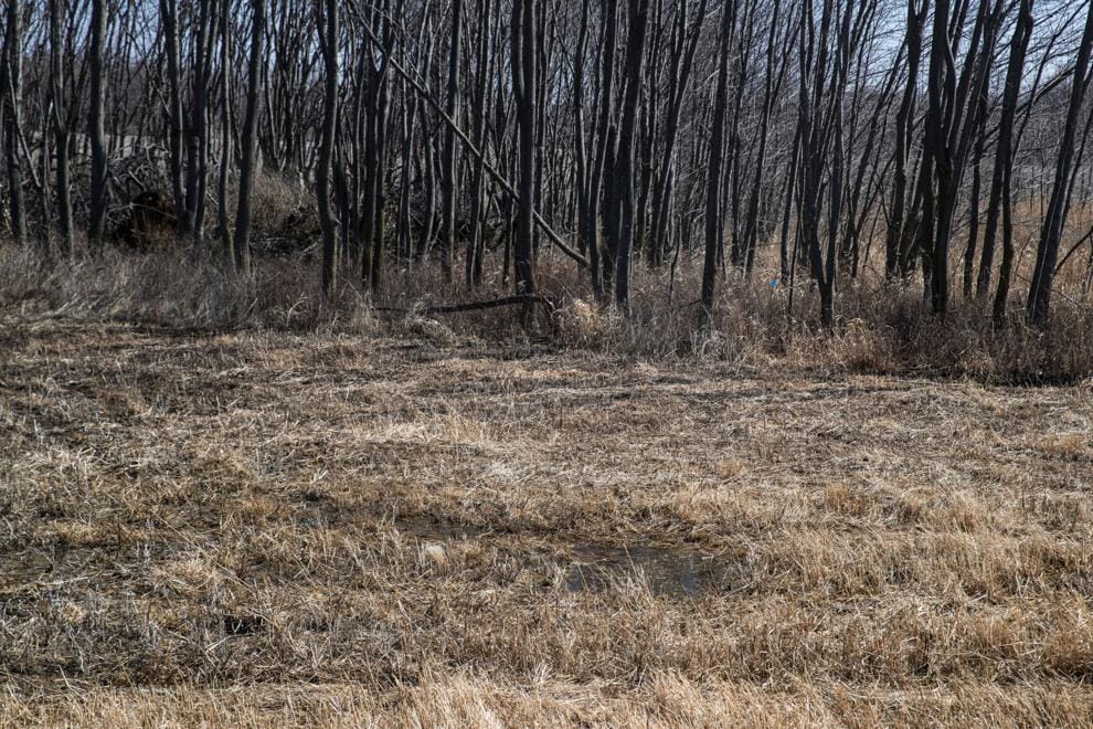 A wetland on property owned by CTM Holdings.